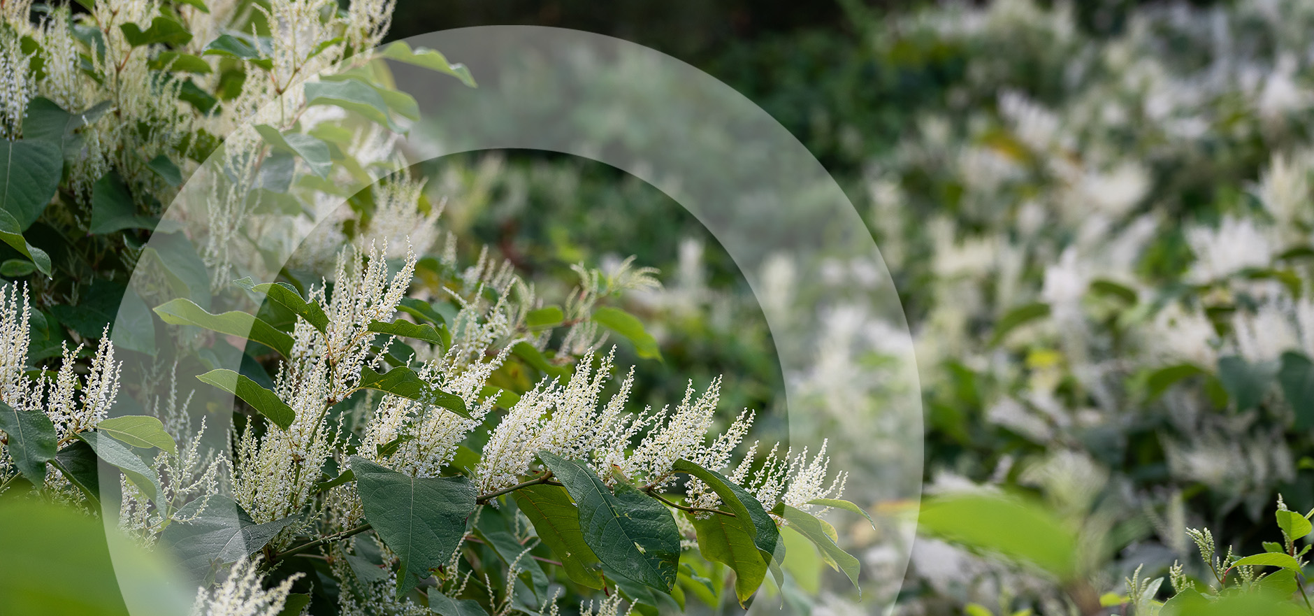 Invasive Species – What Lenders need to know