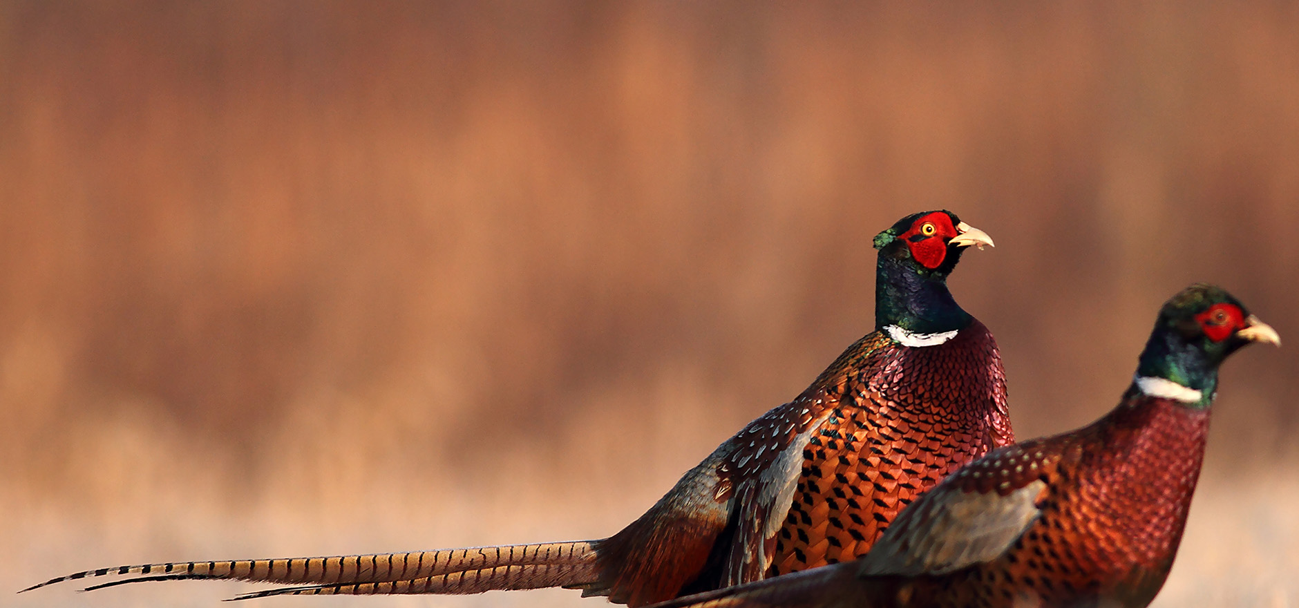 PD301456 website imageryRural Business, Land & Agriculture copy