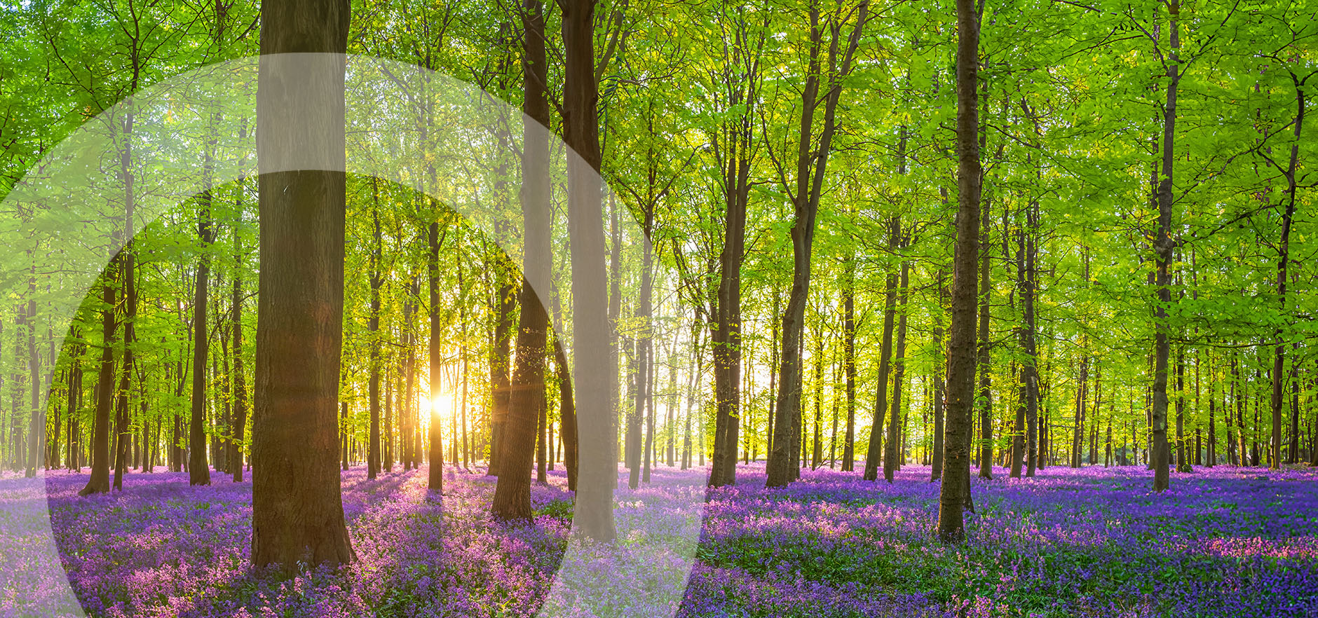 What is a Specific Issue Order?